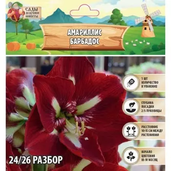 Амариллис Barbados, многолетник, луковица, р-р 24/26, 1 шт.