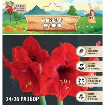 Амариллис "Red Lion", р-р 24/26, 1 шт, Весна 2024