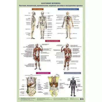 Анатомия человека. Костная, мышечная, кровеносная системы и внутренние органы. Самусев Р.П.