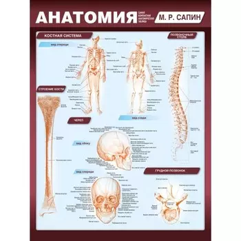Анатомия. Самая компактная анатомическая таблица. Сапин М.Р.