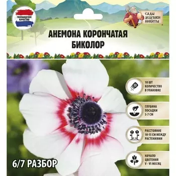 Анемона корончатая «Биколор», многолетник, луковица, р-р 4/5, 10 шт.