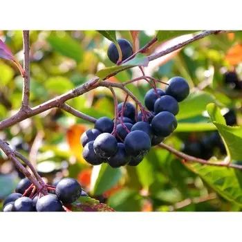 Арония Амит, Горшок Р9, 1 шт, Август 2022