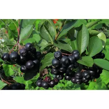 Арония, С3 (горшок 3 л), 60-70 см высота, 1 шт