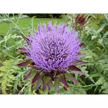 Артишок "Scolymus", р-р I, 1 шт, Весна 2024