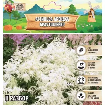 Астильба Арендса Brautschleierмноголетник, корневище в торфогрунте р-р II, 2 шт.