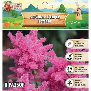 Астильба Арендса Cattleya многолетник, корневище в торфогрунте, р-р II, 2 шт.