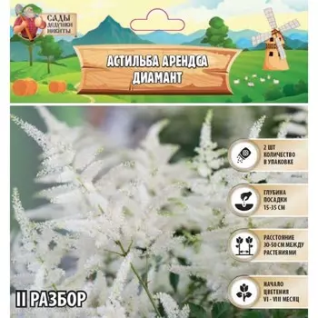 Астильба Арендса Diamant многолетник, корневище в торфогрунте, р-р II, 2 шт.