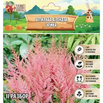 Астильба Арендса Erika многолетник, корневище в торфогрунте, р-р II, 2 шт.