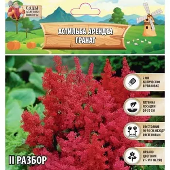 Астильба Арендса Granatмноголетник, корневище в торфогрунте, р-р II, 2 шт.