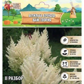 Астильба Арендса Weisse Gloria многолетник, корневище в торфогрунте, р-р II, 2 шт.