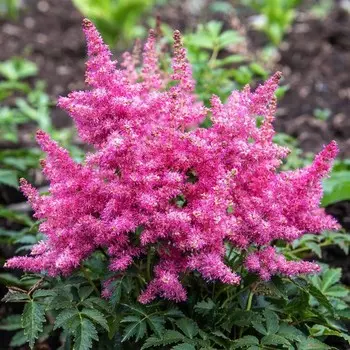 Астильба гибридная Юник Пинк, С1,5 горшок, Н10-50 высота, 1 шт, Лето 2024