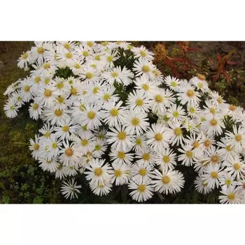 Астра "Kristina", р-р I, 1 шт, Весна 2024