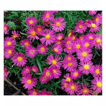 Астра кустарниковая "Элис Хэслем", Горшок С2, 1 шт, Весна 2024