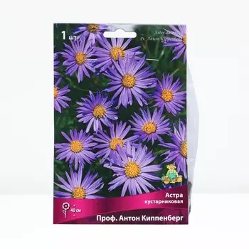 Астра кустарниковая «Проф Антон Киппенберг», корневище в торфогрунте, р-р I, 1 шт.