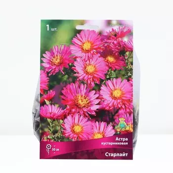 Астра кустарниковая «Старлайт», корневище в торфогрунте, р-р I, 1 шт.