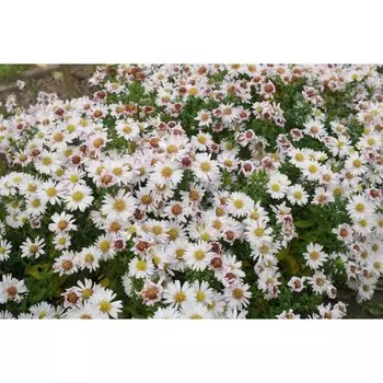 Астра кустарниковая "Вайс", Горшок С2, 1 шт, Весна 2024