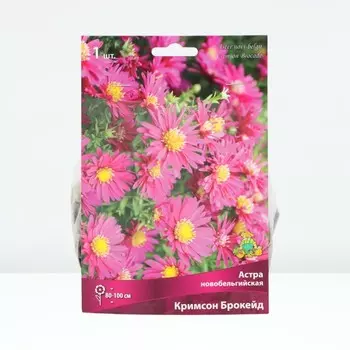 Астра новобельгийская «Кримсон Брокейд», корневище в торфогрунте, р-р I, 1 шт.