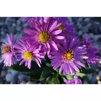 Астра "Rosenwichtel", р-р I, 1 шт, Весна 2024