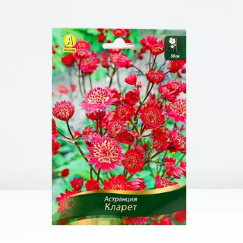 Астранция Кларет, 1 шт, Весна 2024