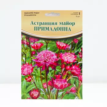 Астранция "Primadonna", р-р I, 1 шт, Весна 2024