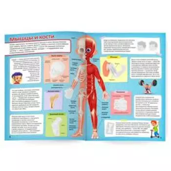 Атлас с наклейками «Тело человека», 16 стр.