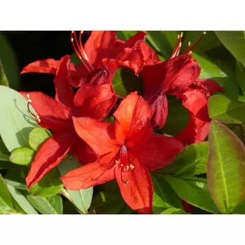 Азалия "Поиск" гибридная Набукко, С2 горшок, Н15-25 высота, 1 шт., Июль 2022