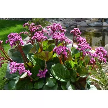 Бадан сердцелистный, 1 шт, Весна 2024