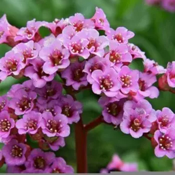 Бадан сердцелистный, С2 горшок, 1 шт.