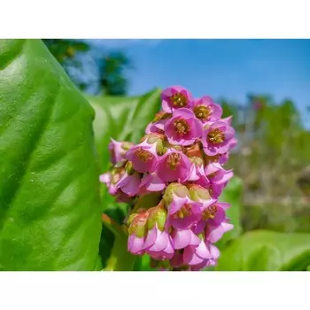 Бадан толстолистный , Горшок Р9, 1 шт, Весна 2024