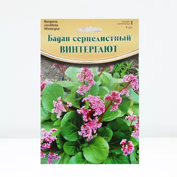 Бадан "Vintergld (Winterglut)", р-р I, 1 шт, Весна 2024