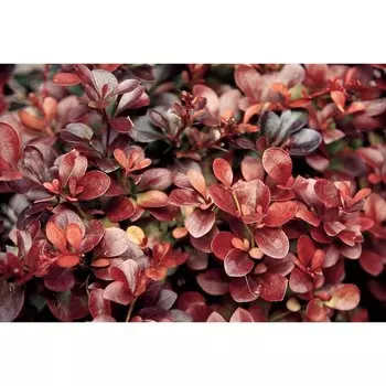 Барбарис Атропурпуреа, С3 (горшок 3 л), 10-20 см высота, 1 шт