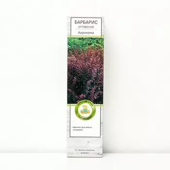 Барбарис оттавский "Аурикома", 1 шт, туба, Весна 2025