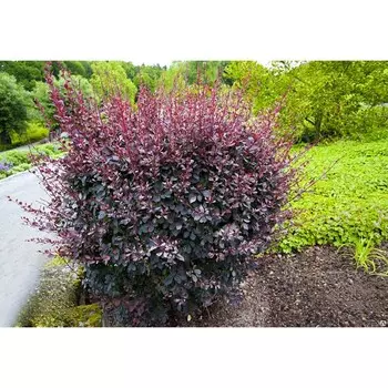 Барбарис Суперба, Горшок P9, лето 2024