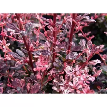 Барбарис тунберга Арлекин (P9), 1 шт, Весна 2024