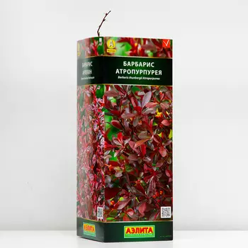 Барбарис тунберга Атропурпурея (P9), 1 шт, Весна 2024