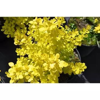 Барбарис Тунберга ауреа, Горшок Р9, 1 шт, Август 2022