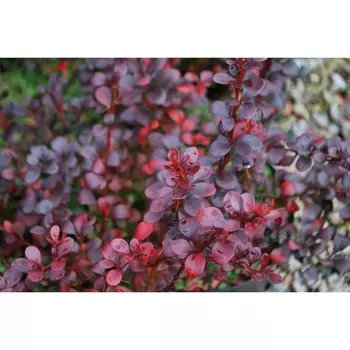 Барбарис тунберга Дартс Ред Леди (P9), 1 шт, Весна 2024