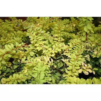 Барбарис тунберга Диаболикум (P9), 1 шт, Весна 2024