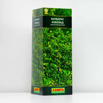 Барбарис тунберга Кобольд (P9), 1 шт, Весна 2024