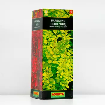 Барбарис тунберга Неон Голд (P9), 1 шт, Весна 2024