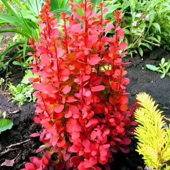 Барбарис Тунберга Оранж Рокет, Горшок Р9, 1 шт, Август 2022