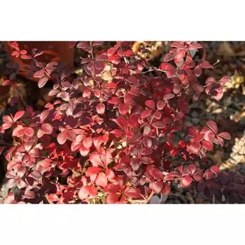 Барбарис Тунберга, С3 (горшок 3 л), 20-40 см высота, 1 шт