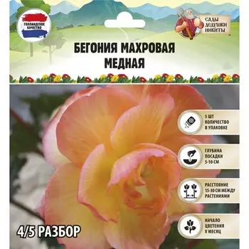 Бегония махровая «Медная» луковица, р-р 4/5, 5 шт.