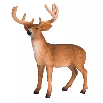 Белохвостый олень, самец