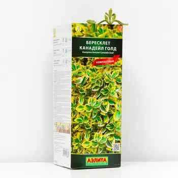 Бересклет форчуна Канадейл Голд (P9), 1 шт, Весна 2024