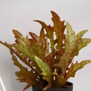 Искусственный цветок в горшке «Асплениум», 1022 см, МИКС