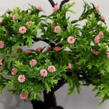 Бонсай «Азорелла», 1228 см, МИКС