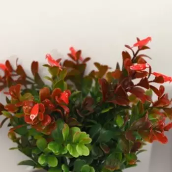 Бонсай "Барбарис саммер" 9,5х21 см, микс