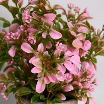 Бонсай "Бересклет" 7,5х21 см, микс