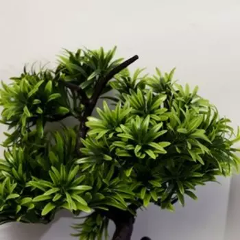 Бонсай в горшке «Драцена миниатюрная», 1228 см